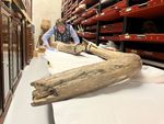 Curators taken to tusk as mammoth clean-up gets underway