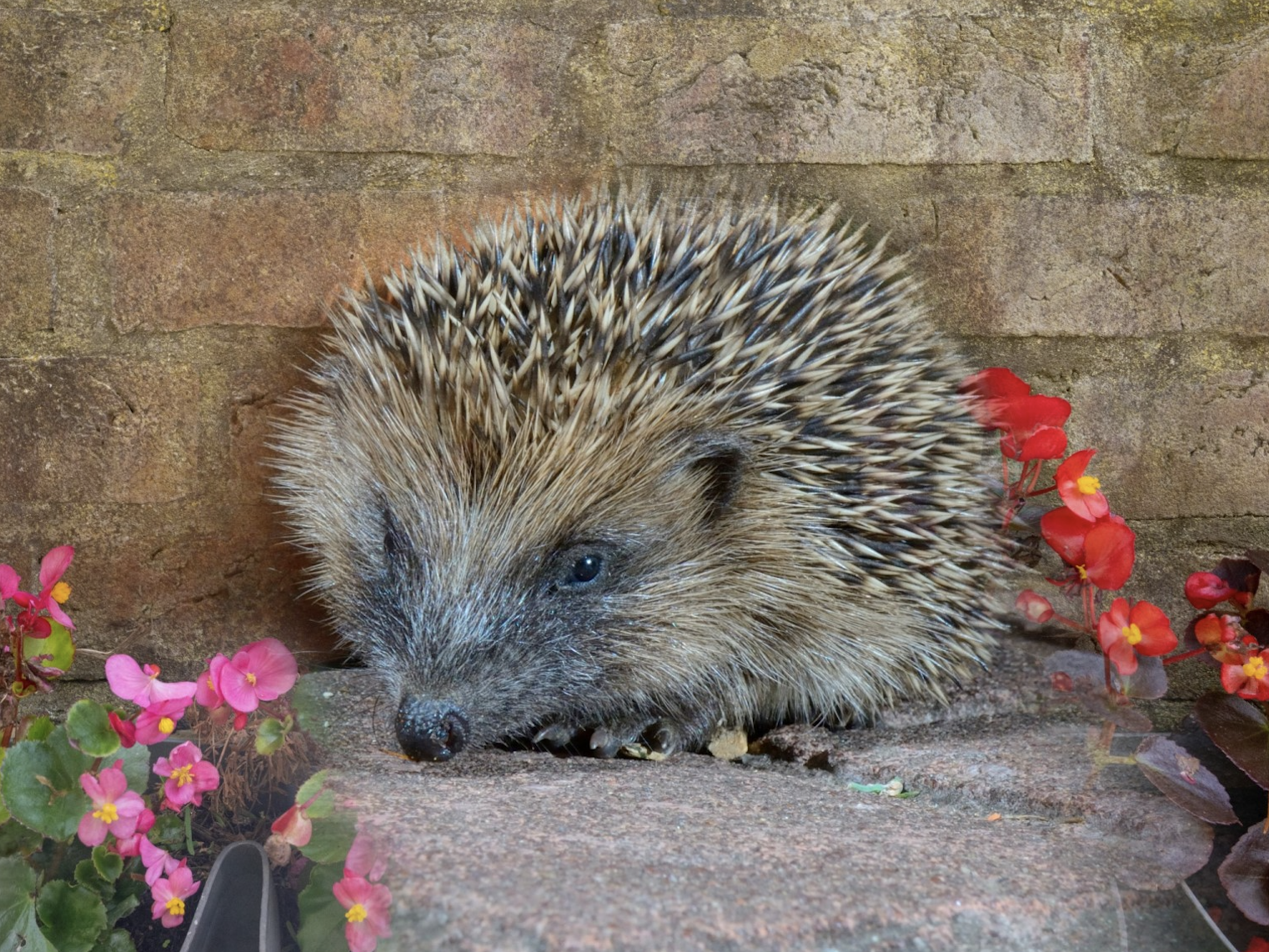 Bellway Homes in on helping Hessle Hedgehogs