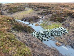 Peatland restoration project leads fight against climate change