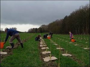 TREE-mendous effort by Yorkshire Sculpture Park’s estate team in new year planting initiative