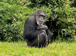 Chester Zoo goes wild for Crazi-Bugz!