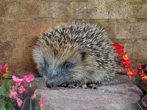 Bellway Homes in on helping Hessle Hedgehogs