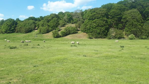 Majestic stretch of Wharfedale countryside for sale