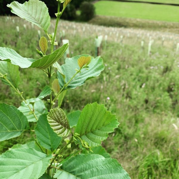 Funeral service goes wild planting trees