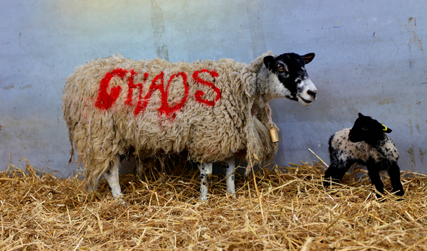 Kate Daudy and Kostya Novoselov: WONDERCHAOS