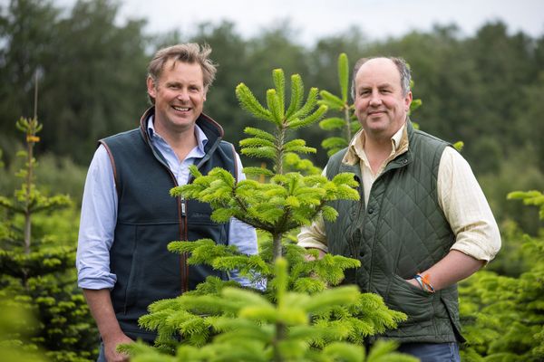 Yorkshire Christmas Tree producer prepares for another brilliant year